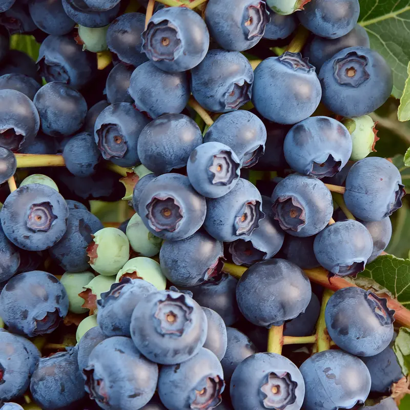 Blue Crop Blueberry Bush – Mid-Season Commercial Blueberry Variety